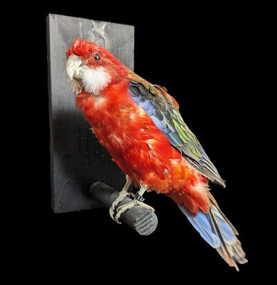 Western Rosella Taxidermy Specimen A-Taxidermy-Kevin Triolo Taxidermy-PaxtonGate