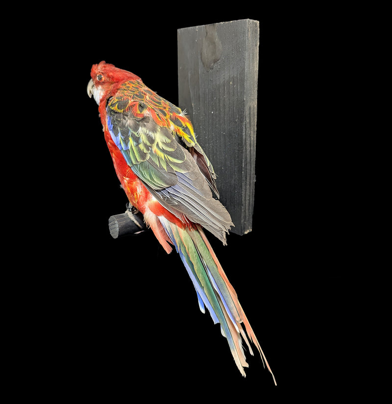 Western Rosella Taxidermy Specimen A-Taxidermy-Kevin Triolo Taxidermy-PaxtonGate