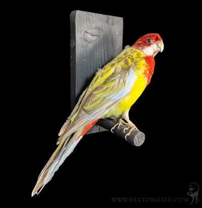 Rubino Golden Mantled Rosella Taxidermy-Taxidermy-Kevin Triolo Taxidermy-PaxtonGate