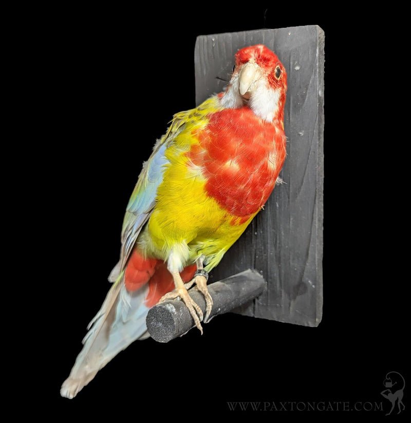 Rubino Golden Mantled Rosella Taxidermy-Taxidermy-Kevin Triolo Taxidermy-PaxtonGate