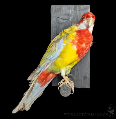 Rubino Golden Mantled Rosella Taxidermy-Taxidermy-Kevin Triolo Taxidermy-PaxtonGate