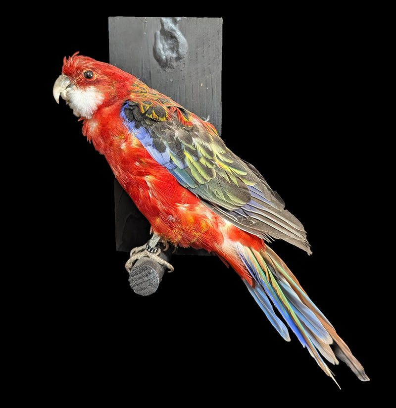 Western Rosella Taxidermy Specimen A-Taxidermy-Kevin Triolo Taxidermy-PaxtonGate