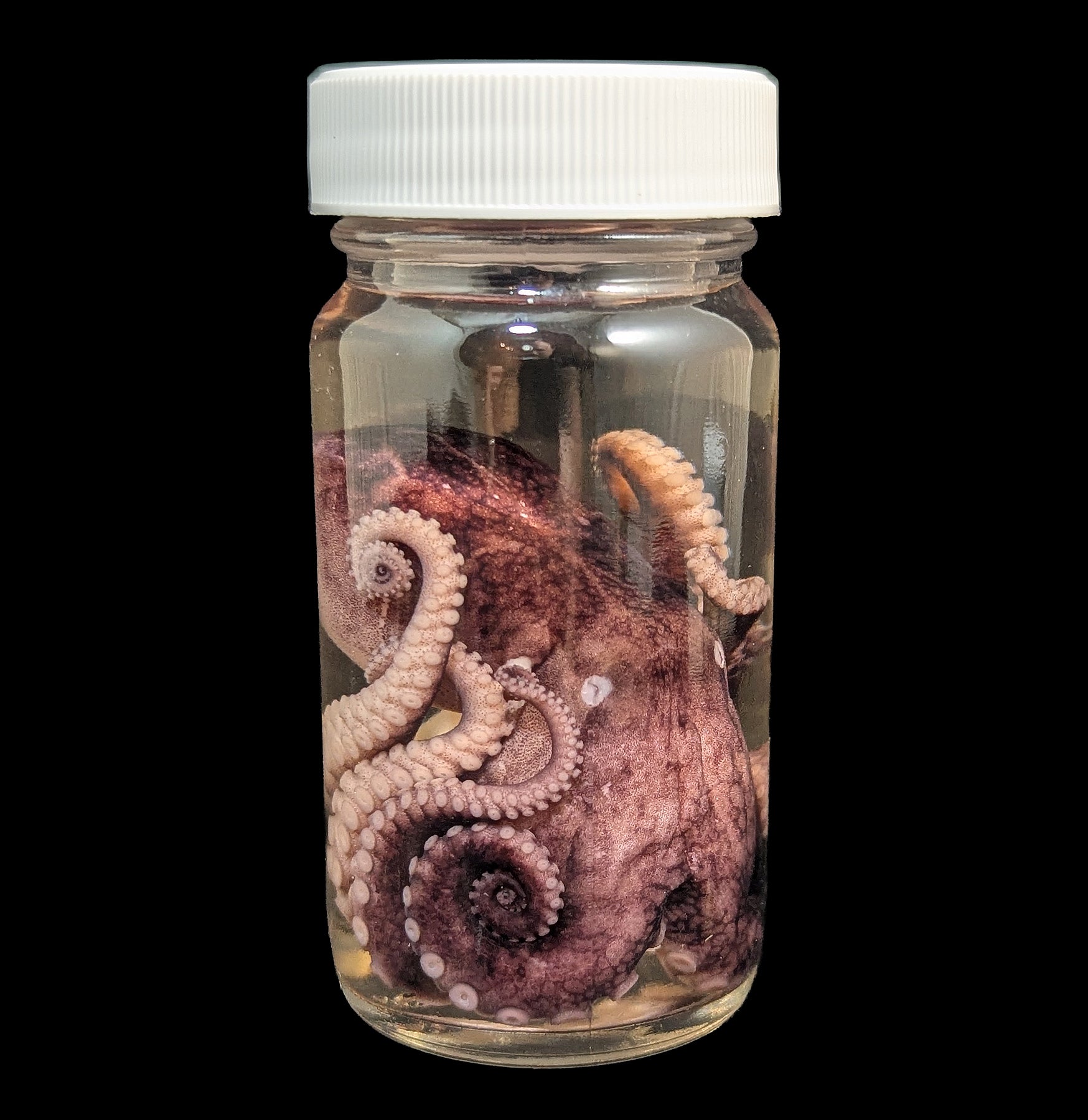Octopus Wet Specimen – Paxton Gate