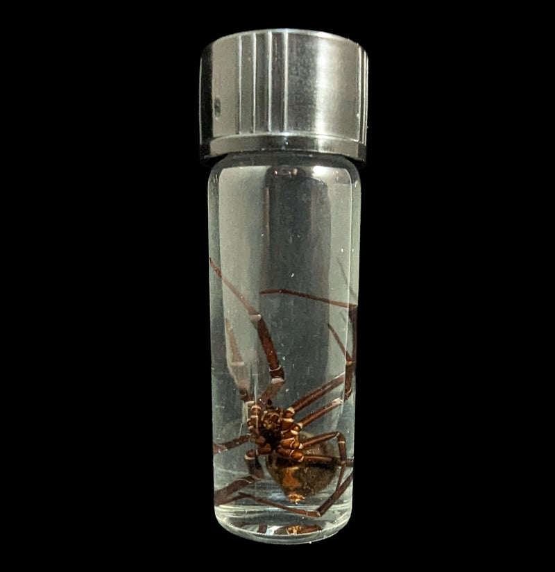 Black Widow Wet Specimen-WetSpecimn-Bicbugs, LLC-PaxtonGate