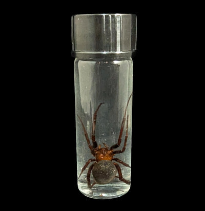 Black Widow Wet Specimen-WetSpecimn-Bicbugs, LLC-PaxtonGate