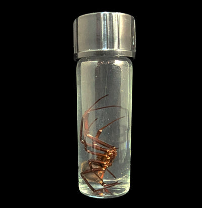 Black Widow Wet Specimen-WetSpecimn-Bicbugs, LLC-PaxtonGate