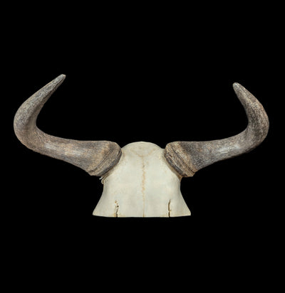 Blue Wildebeest Skull Plate-Skulls-African Crafts Market-PaxtonGate