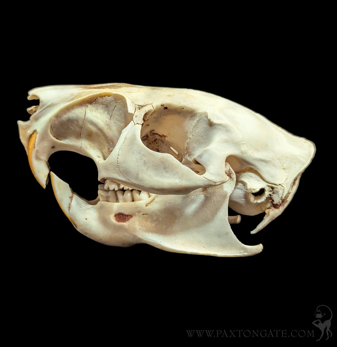 Cane Rat Skull For Sale | Paxton Gate