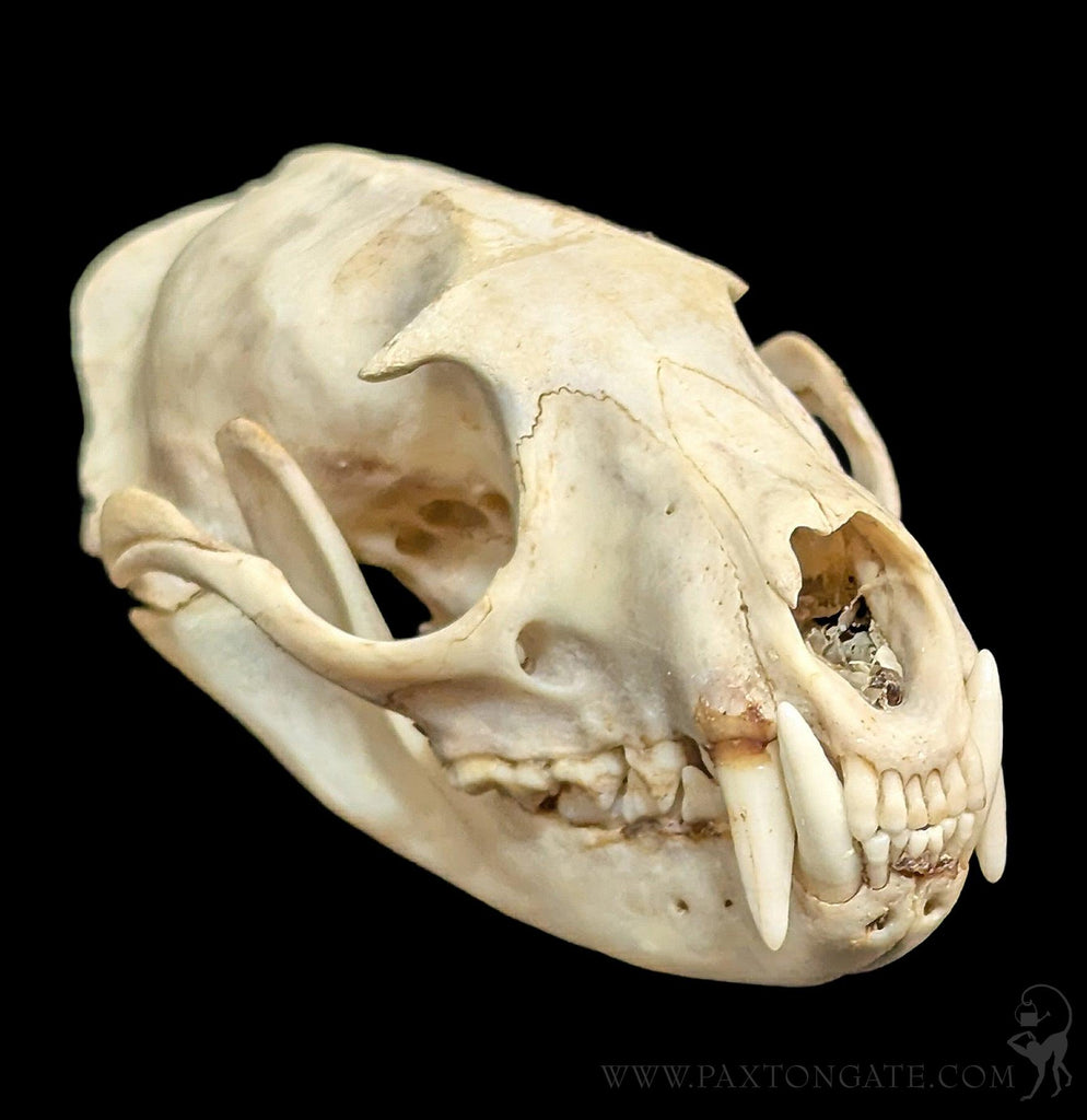 Asian Palm Civet Skull For Sale | Paxton Gate