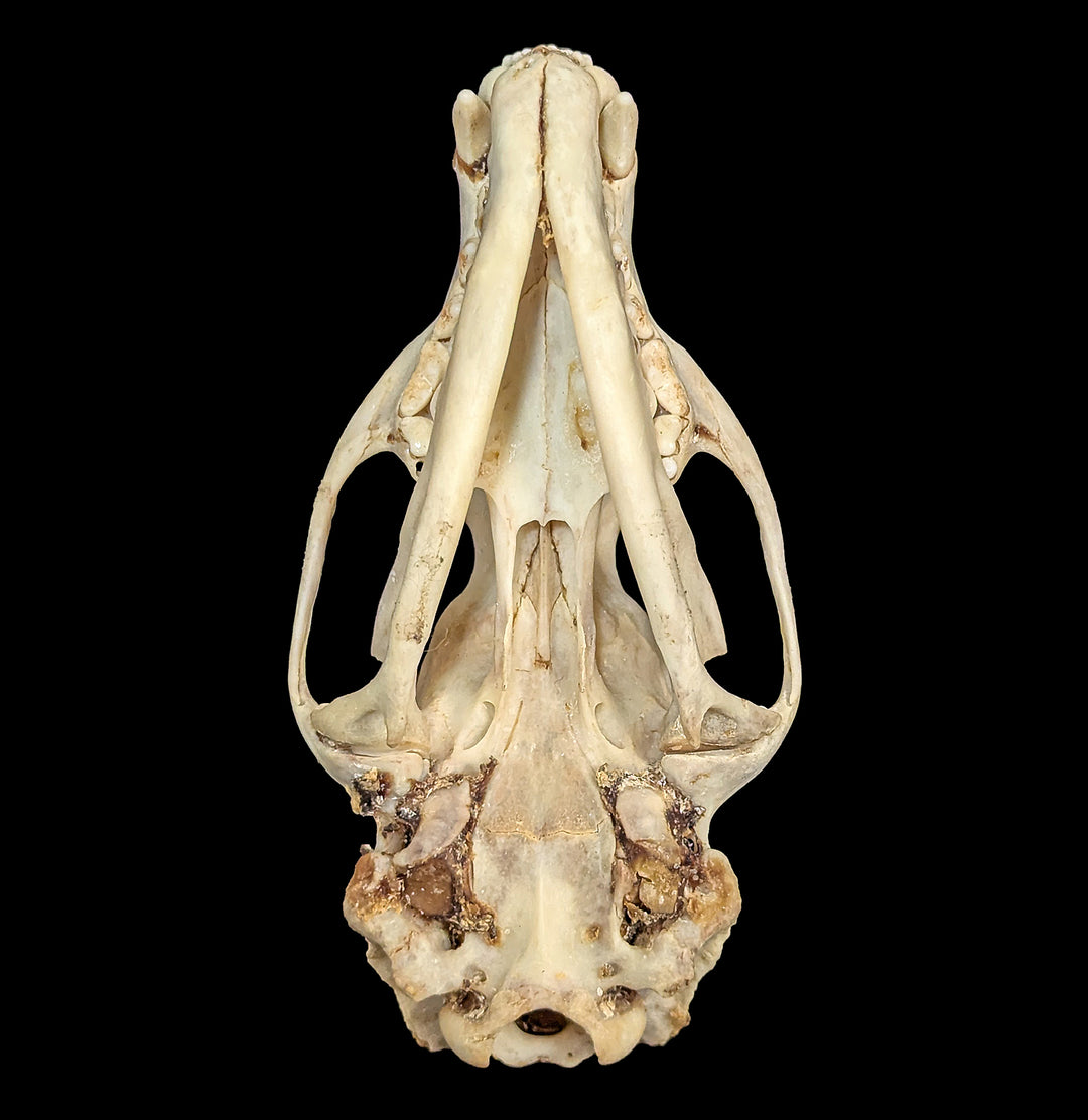 Asian Palm Civet Skull For Sale | Paxton Gate