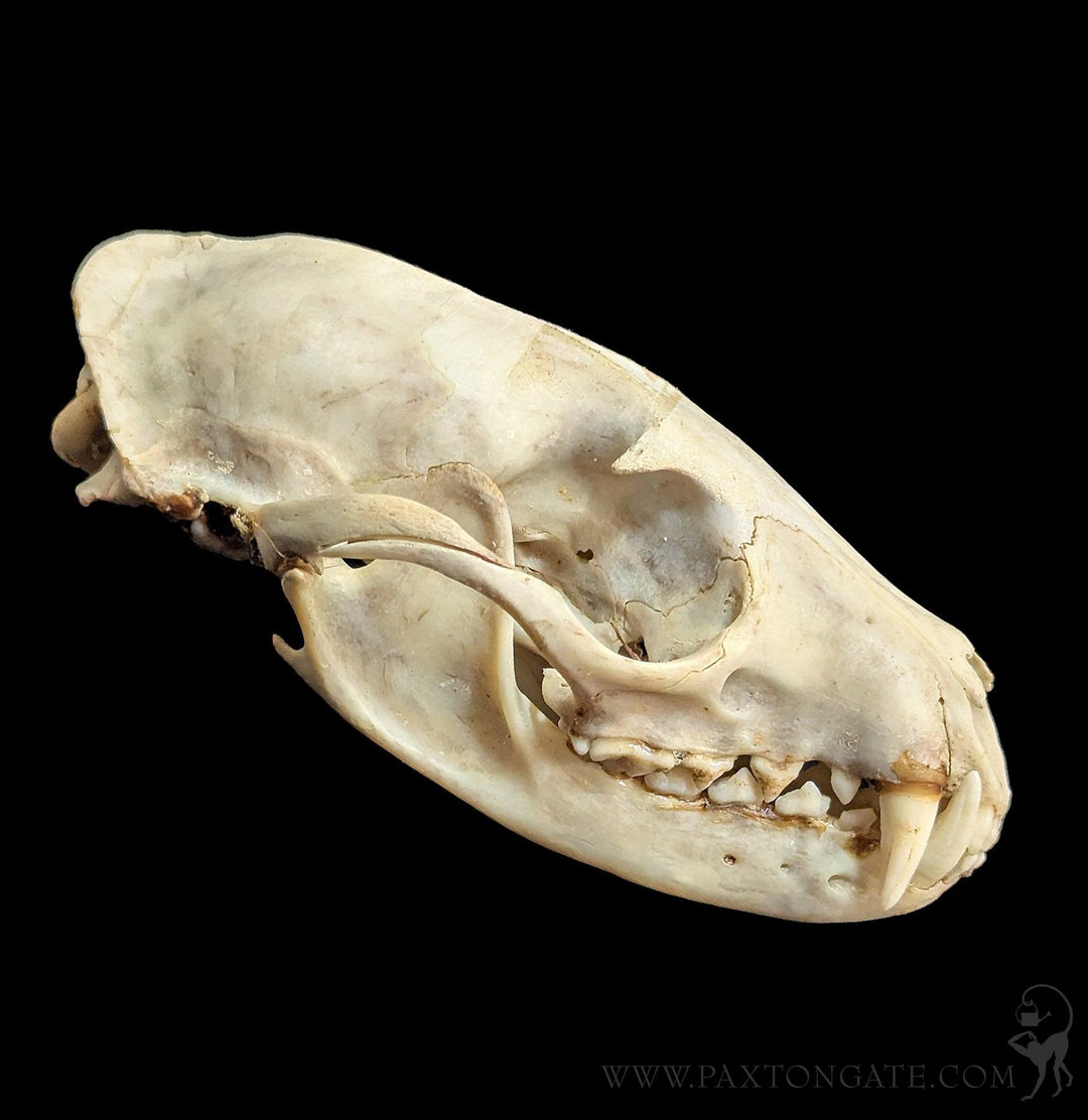 パームシベット（Asian palm civet）頭骨♂ ♀セット Asian Palm Civet Skull For Sale | Paxton Gate