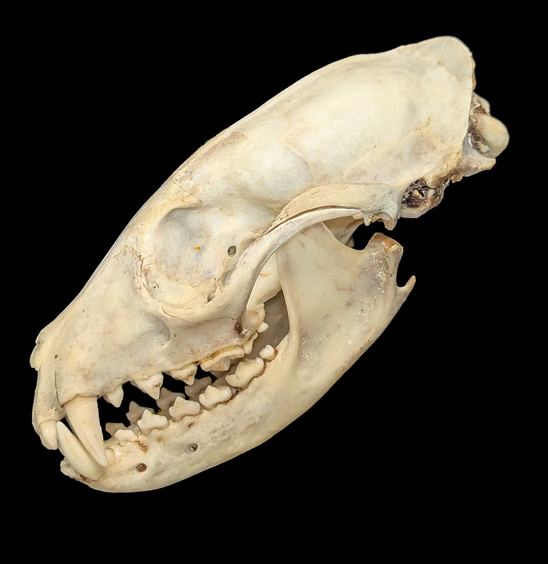 Asian Palm Civet Skull For Sale | Paxton Gate
