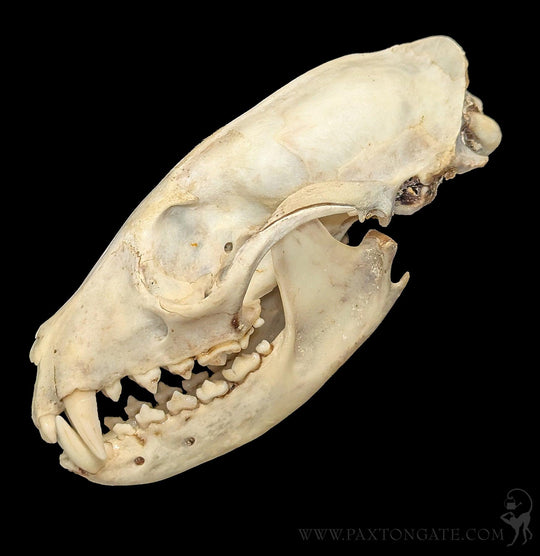 Asian Palm Civet Skull For Sale | Paxton Gate
