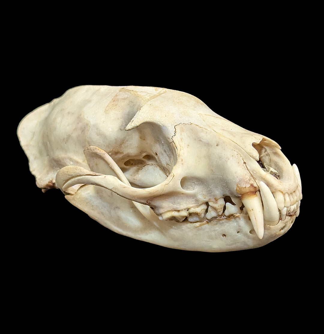 Asian Palm Civet Skull For Sale | Paxton Gate