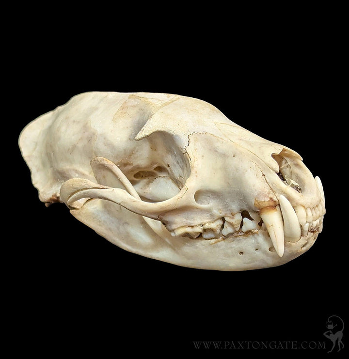 Asian Palm Civet Skull For Sale | Paxton Gate