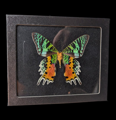 Riker Mounted Chrysiridia rhipheus Sunset Moth on Black Background-Insects-Bicbugs, LLC-PaxtonGate