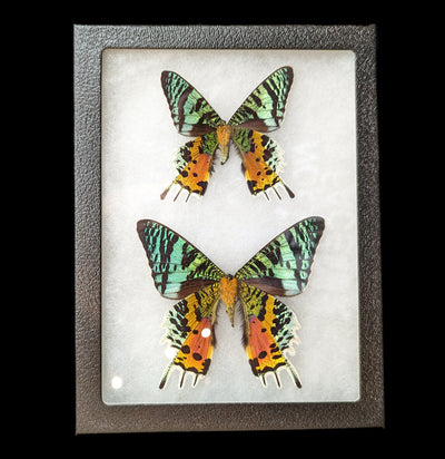 Riker Mounted Male And Female Sunset Moth Pair-Insects-Bicbugs, LLC-PaxtonGate
