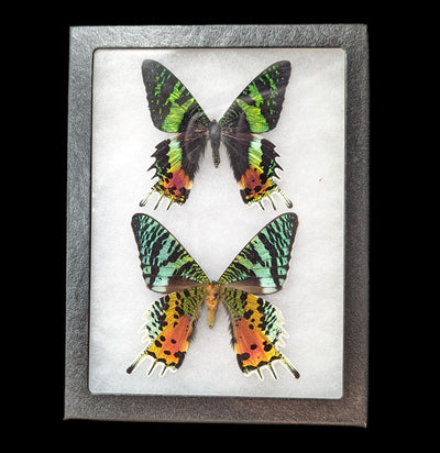 Framed Sunset Moth Pair Verso Recto-Insects-Bicbugs, LLC-PaxtonGate