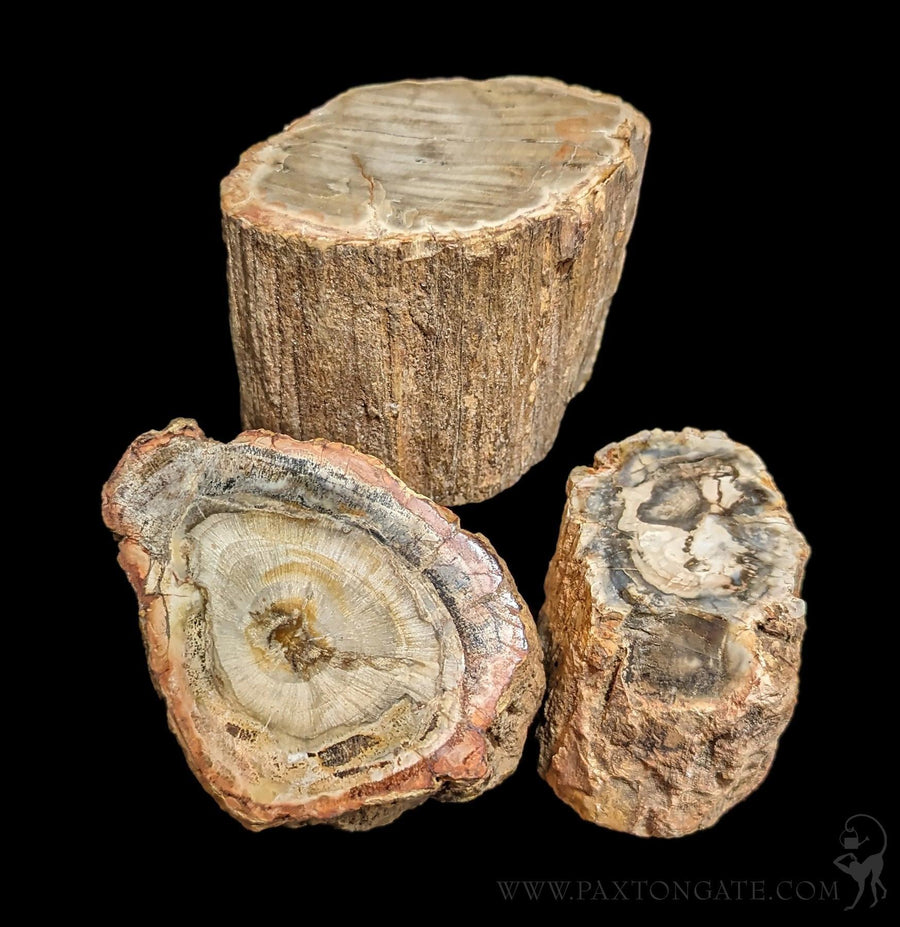 Fossils & Prehistoric Specimens | Paxton Gate