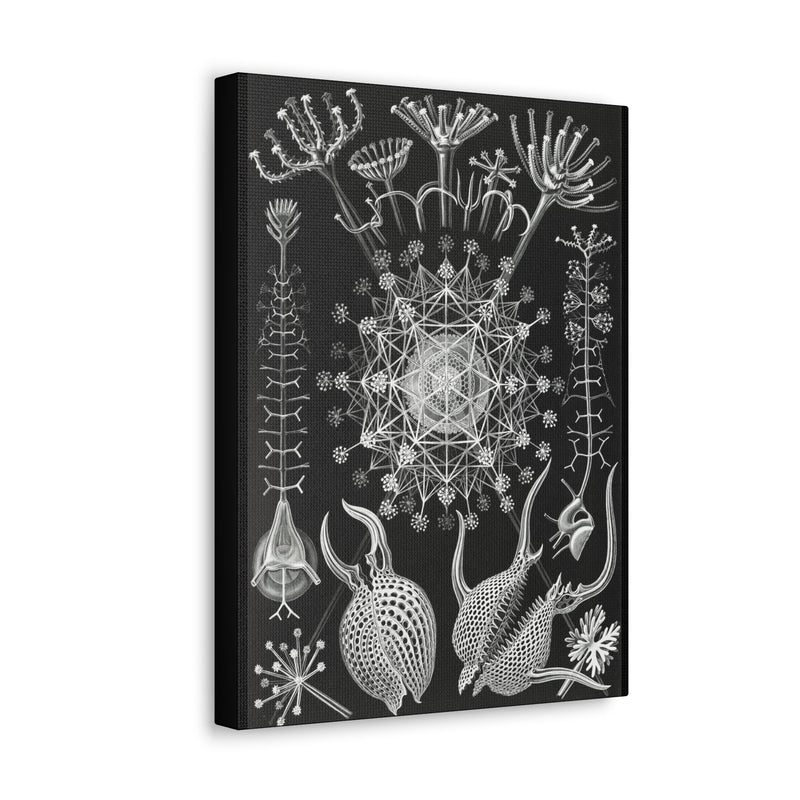 "Phaeodaria Rohrstrahlinge" By Ernst Haeckel Canvas Gallery Wraps-Canvas-Printify-PaxtonGate