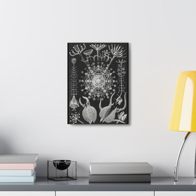 "Phaeodaria Rohrstrahlinge" By Ernst Haeckel Canvas Gallery Wraps-Canvas-Printify-PaxtonGate