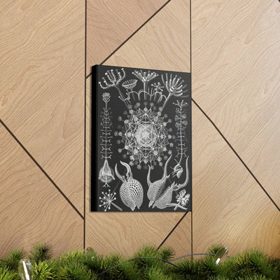 "Phaeodaria Rohrstrahlinge" By Ernst Haeckel Canvas Gallery Wraps-Canvas-Printify-PaxtonGate