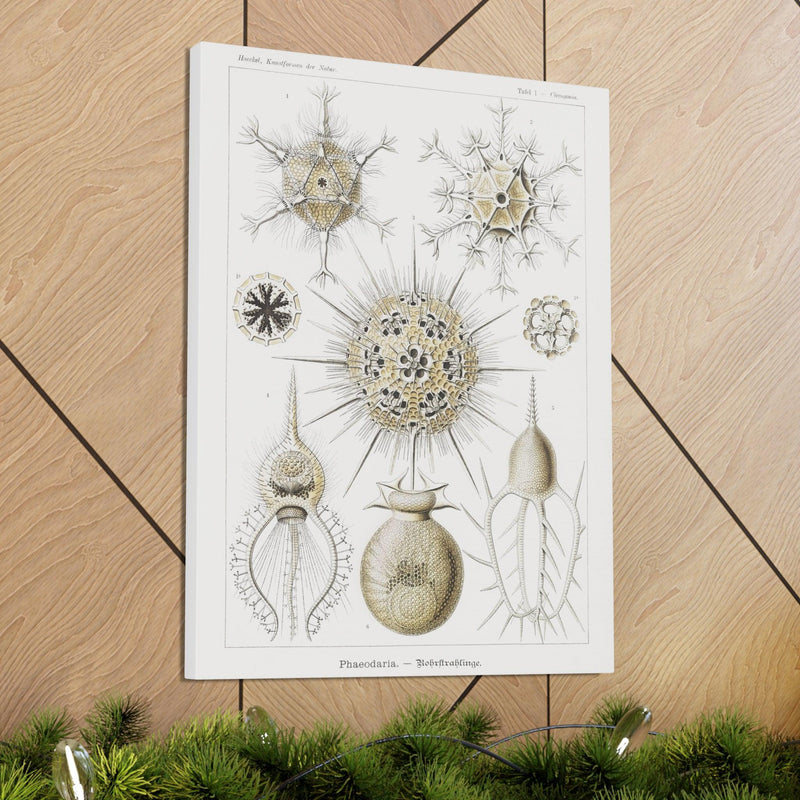 "phaeodaria rohrstrahlinge" By Ernst Haeckel Canvas Gallery Wraps-Canvas-Printify-PaxtonGate