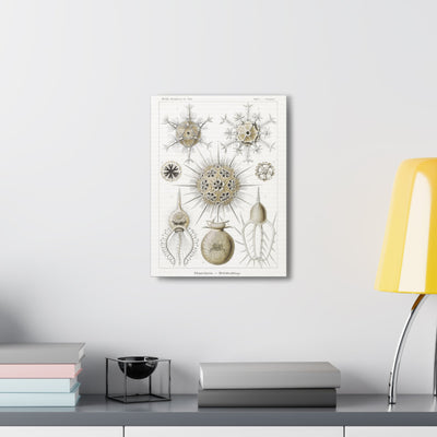 "phaeodaria rohrstrahlinge" By Ernst Haeckel Canvas Gallery Wraps-Canvas-Printify-PaxtonGate