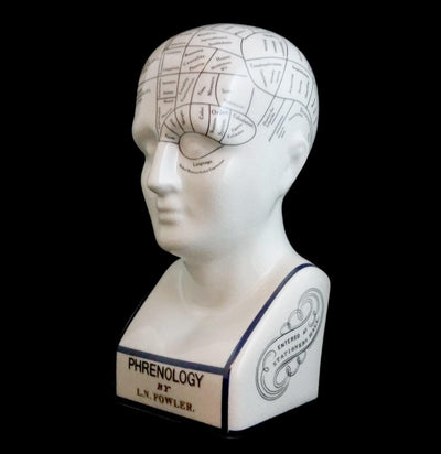 Phrenology Head - Paxton Gate