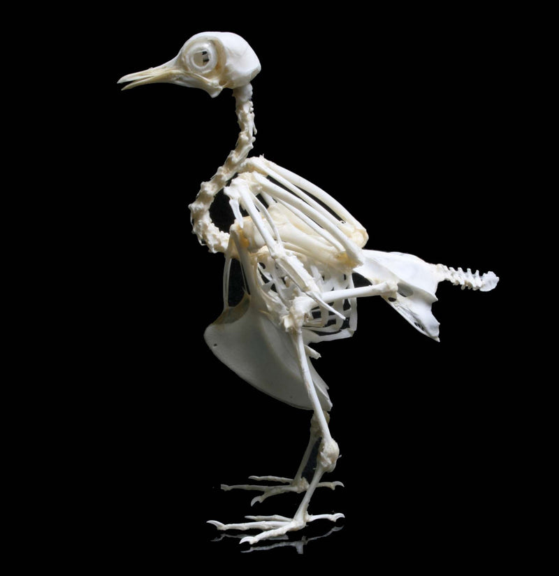 Pigeon Skeleton - Paxton Gate