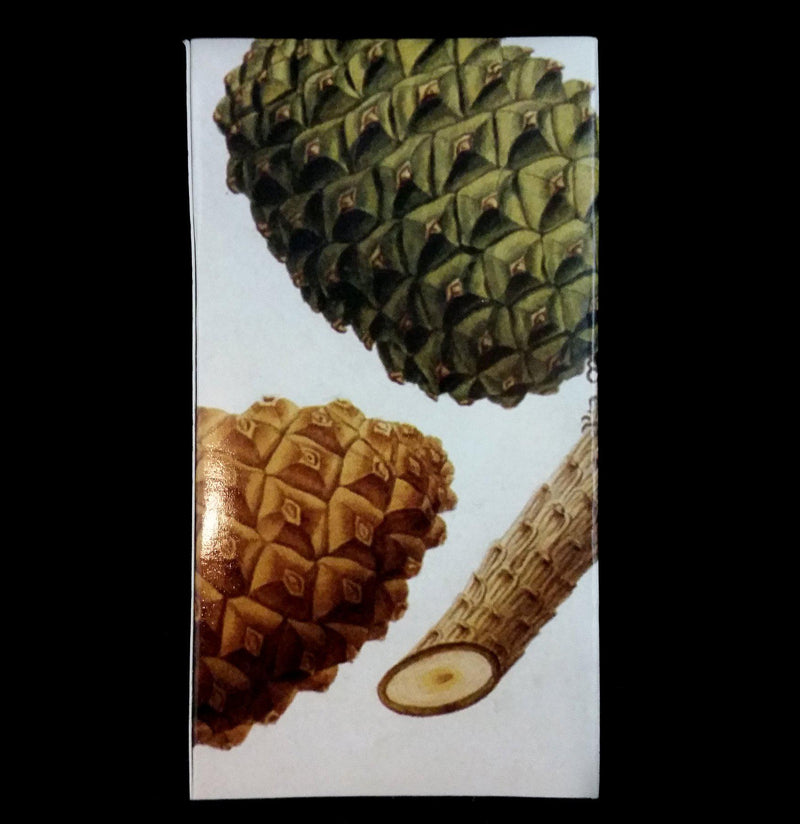 Pine Cone Matches - Paxton Gate