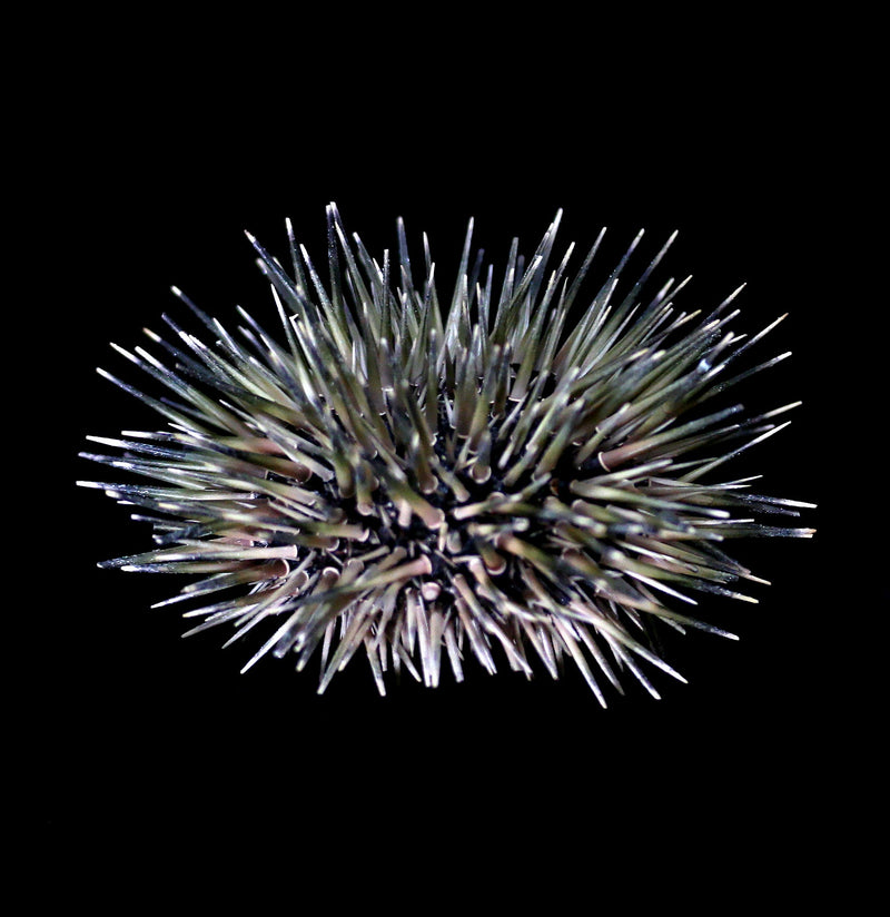 Pink Sea Urchin with Spines - Paxton Gate