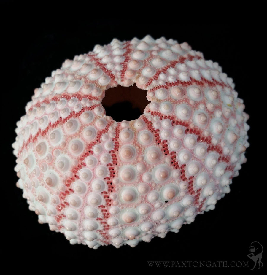 Fox Shell For Sale | Paxton Gate