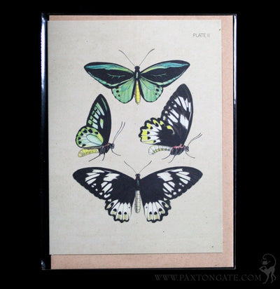 Plate II Butterfly Collection Greeting Card - Paxton Gate