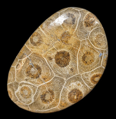 Polished Fossil Devonian Coral Head-Fossils-Moussa-PaxtonGate