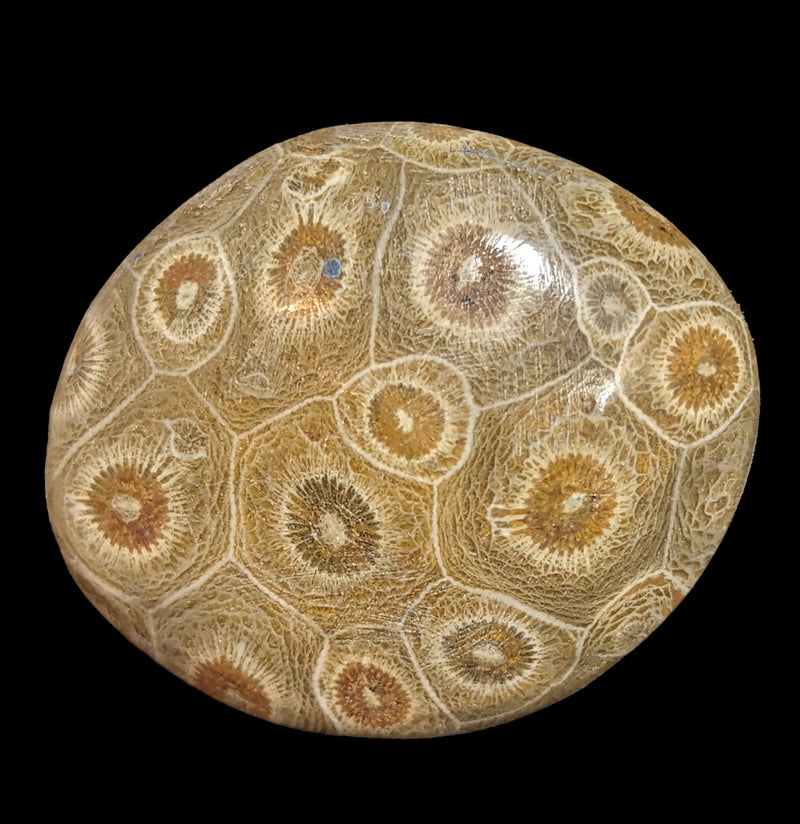 Polished Fossil Devonian Coral Head-Fossils-Moussa-PaxtonGate