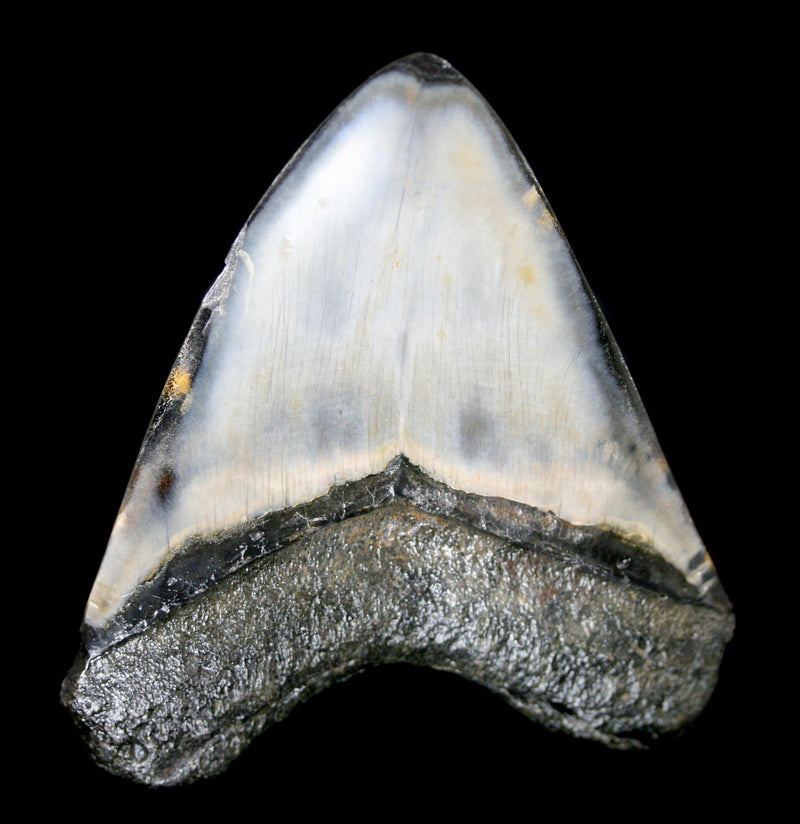 Polished Megalodon Tooth Specimen 