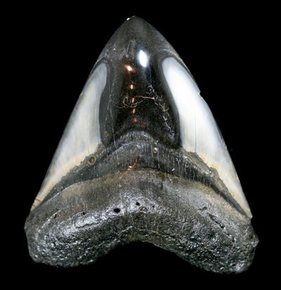 Polished Megalodon Tooth Specimen #19 - Paxton Gate