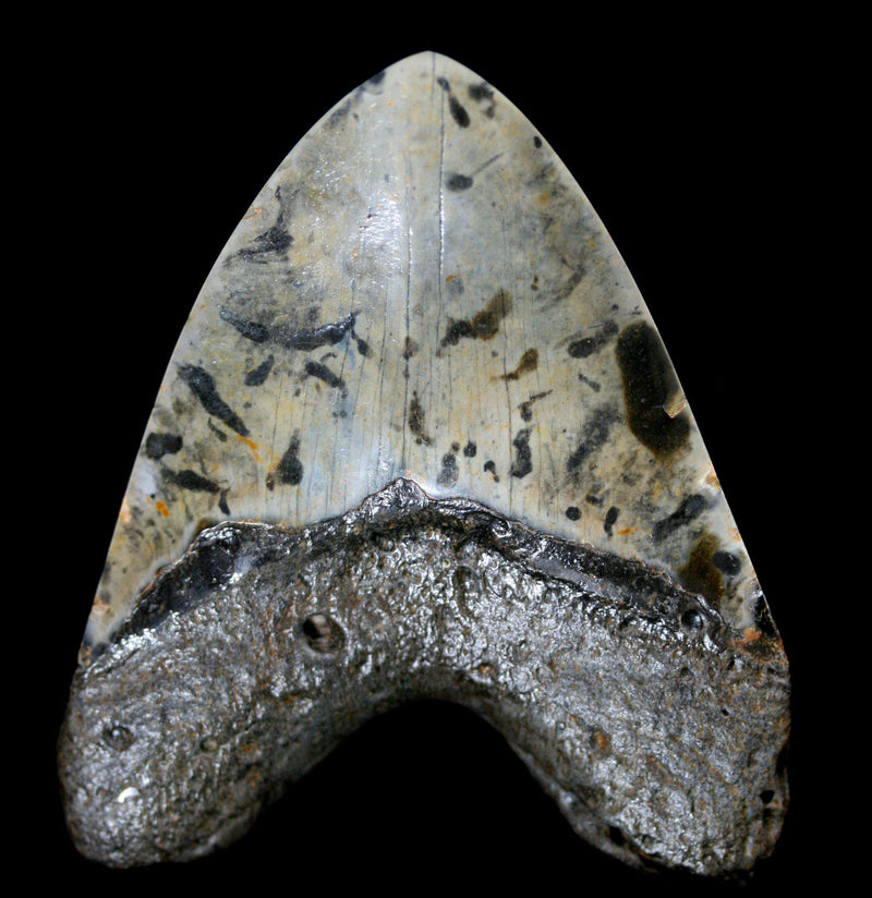 Polished Megalodon Tooth Specimen 