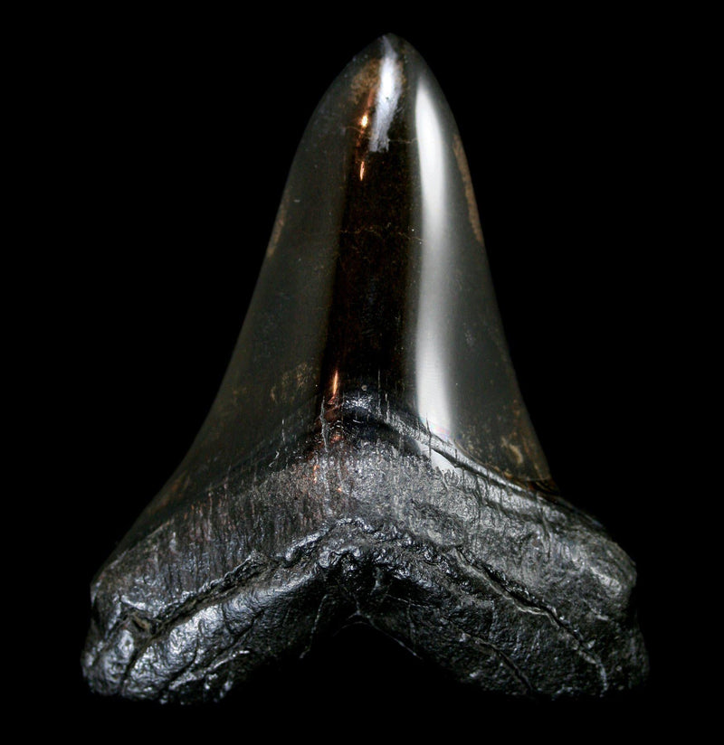 Polished Megalodon Tooth Specimen 