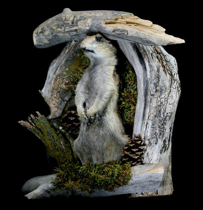 Prairie Dog Taxidermy On Forrest Mount - Paxton Gate