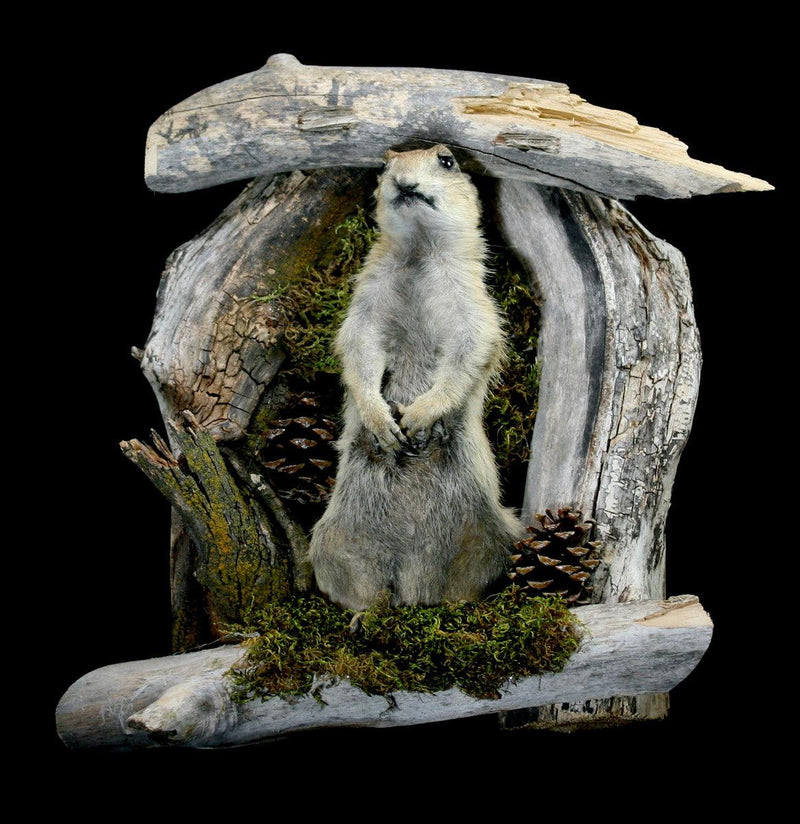 Prairie Dog Taxidermy On Forrest Mount - Paxton Gate