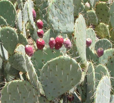 Prickly Pear Bar Soap - Paxton Gate