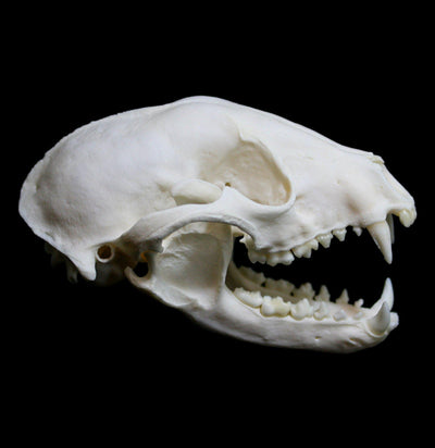 Raccoon Skull-Skulls-White Fox Fur & Feather-PaxtonGate