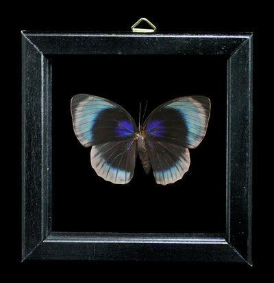 Double Glass Framed Agrias Hewitsonius Butterfly - Paxton Gate