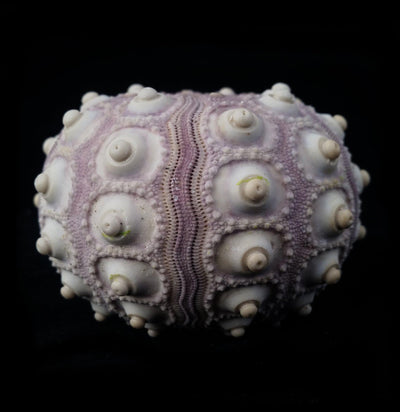Purple Sputnik Sea Urchin-Tideline-PaxtonGate