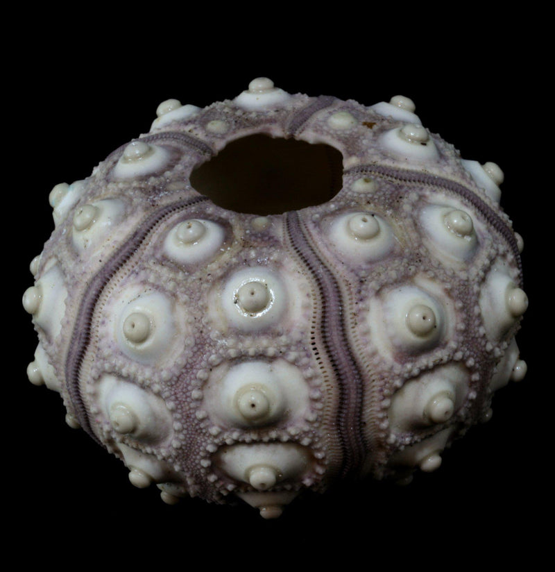 Purple Sputnik Sea Urchin-Tideline-PaxtonGate