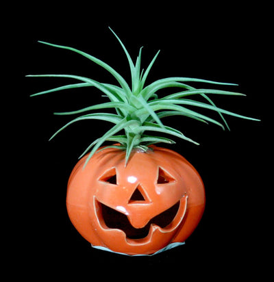 Pumpkin Tillandsia - Paxton Gate