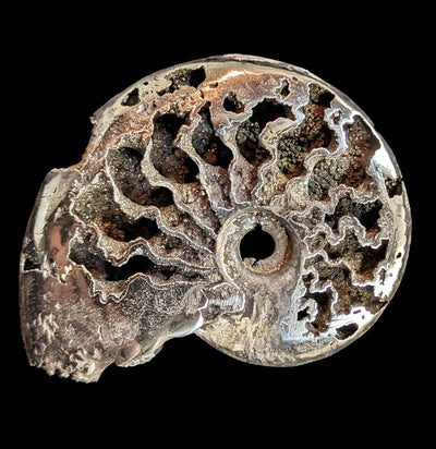 Pyritized Ammonite-Fossils-Geonica, Inc.-PaxtonGate