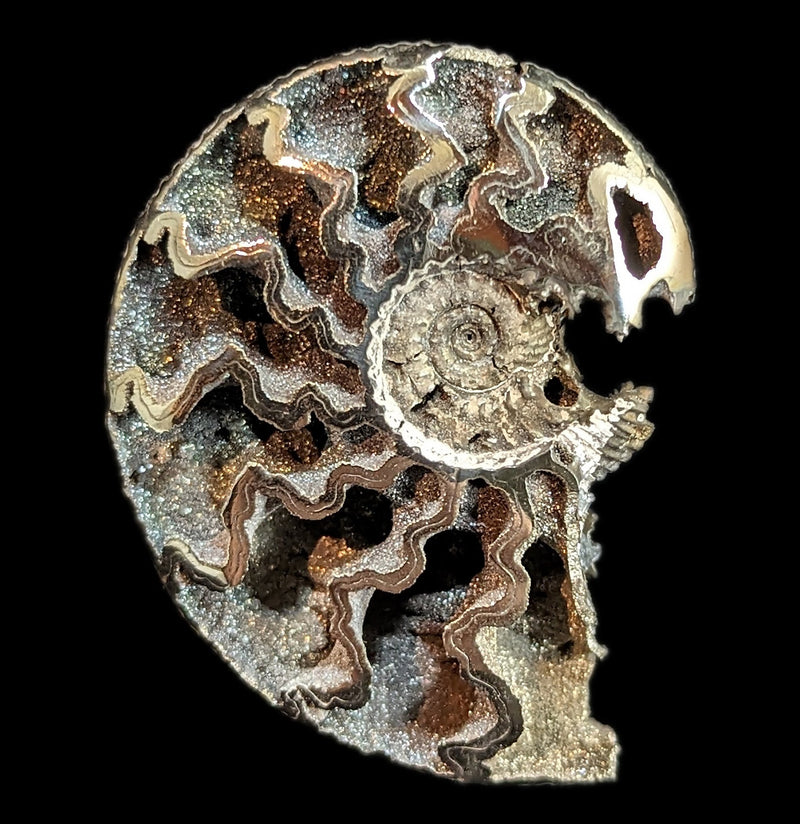 Pyritized Ammonite-Fossils-Geonica, Inc.-PaxtonGate